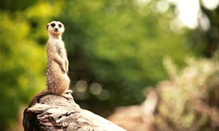 These cute creatures are some of the most active and abundant animals in the African Desert (Photo: iStock)