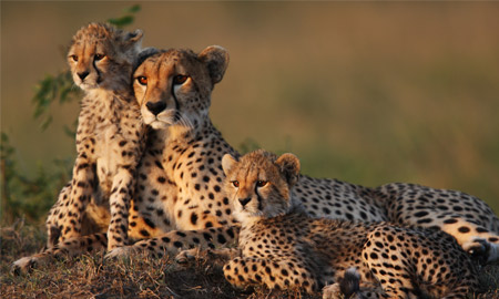 Learn about Cheetahs and ride Cheetah Hunt at Busch Gardens Tampa (Photo: iStock)