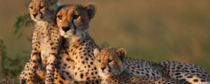 Learn about Cheetahs and ride Cheetah Hunt at Busch Gardens Tampa (Photo: iStock)