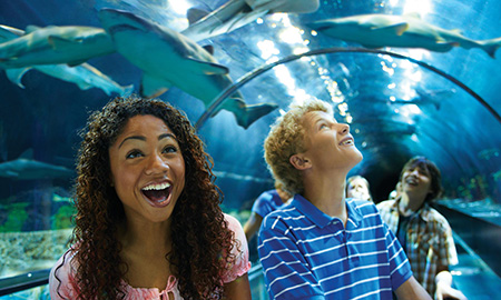 Shark Encounter at SeaWorld Orlando (Photo: SeaWorld Orlando) 
