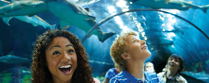 Shark Encounter at SeaWorld Orlando (Photo: SeaWorld Orlando) 