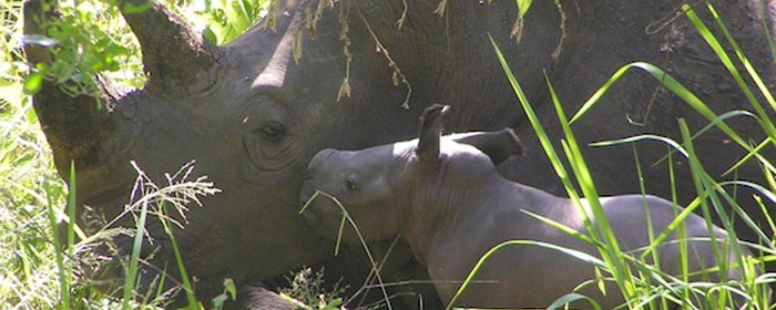 Animal Kingdom's former White Rhino, Nande, gives birth to a female White Rhino calf in Uganda (Photo: Disney Parks Blog) 