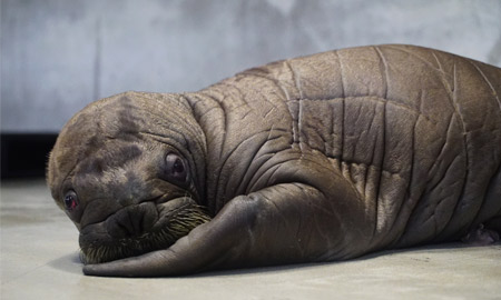 A new baby whiskered walrus has joined the Walrus family at SeaWorld Orlando (Photo: Bethany Bagley)