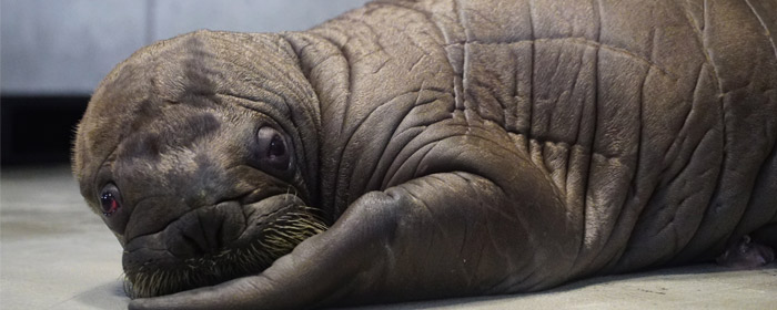 A new baby whiskered walrus has joined the Walrus family at SeaWorld Orlando (Photo: Bethany Bagley)