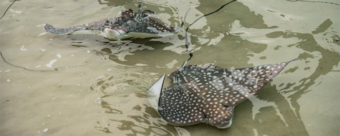 When the pups are ready, guests can see them at SeaWorld's Discovery Cove (Photo: Abraham Lopez)