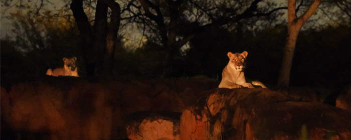 Kilimanjaro Safaris Night Tour at Animal Kingdom (Photo: Walt Disney World News) 
