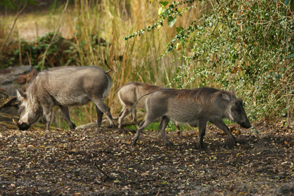 Everyone loves Pumbaa in The Lion King. And you can see some of his real life warthog counterparts during the Kilimanjaro Safari at Disney&rsquo;s Animal Kingdom.