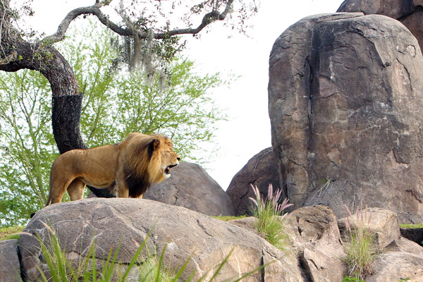 While it may not be King of Pride Rock from The Lion King, this lion defiantly roars atop Pride Rock to show his standing at Disney&rsquo;s Animal Kingdom.