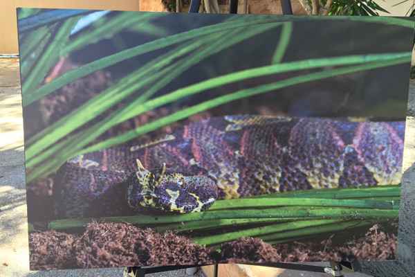 There will be live snakes in the queue for the Cobra’s Curse ride