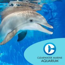 Discount Clearwater Marine Aquarium Tickets | BestofOrlando.com