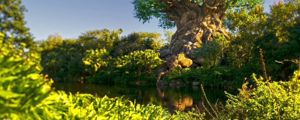 Walt Disney World at BestofOrlando.com – Tree of Life at Animal Kingdom